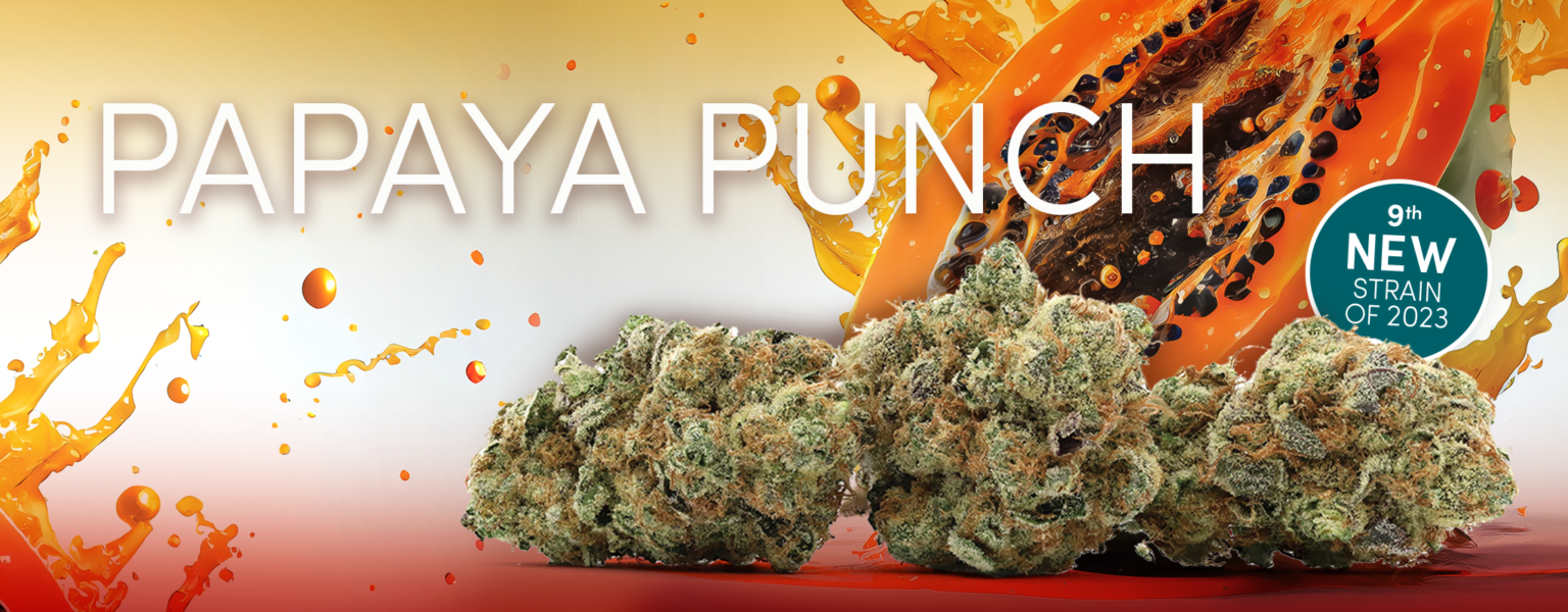 Papaya Punch Weed Strain - Noa Botanicals