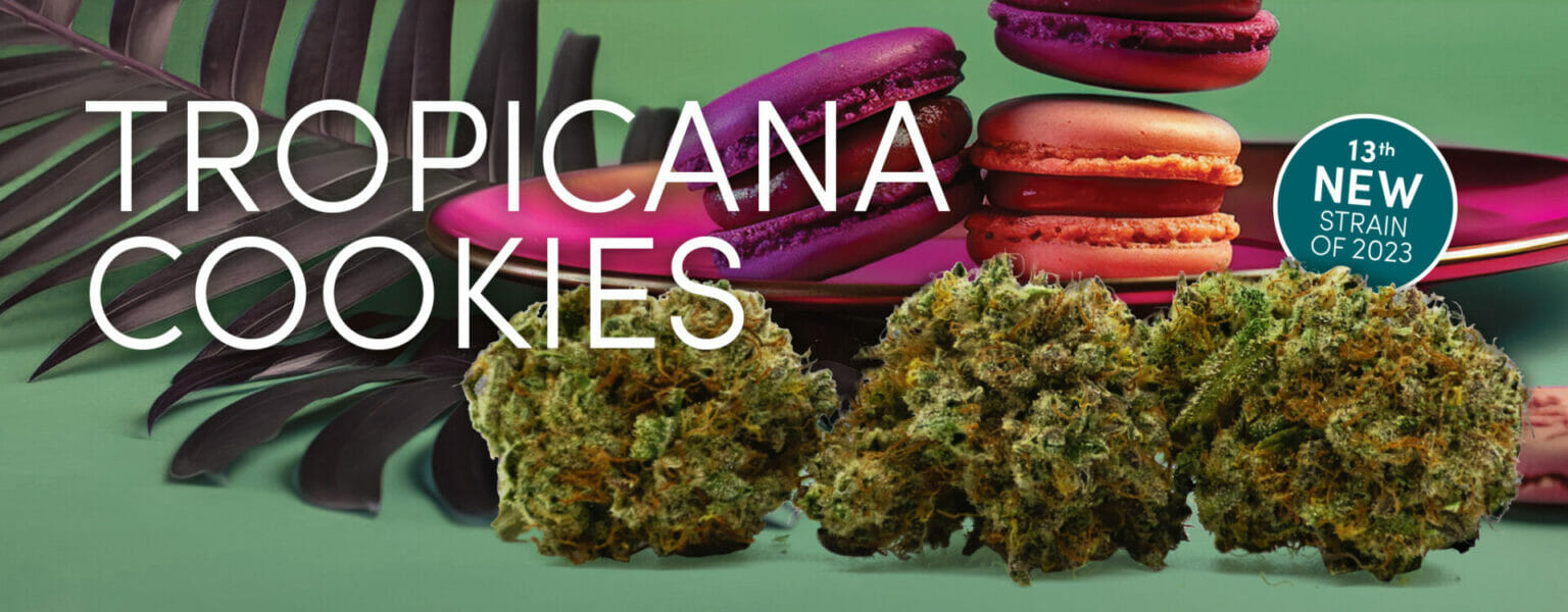 Tropicana Cookies Weed Strain - Noa Botanicals