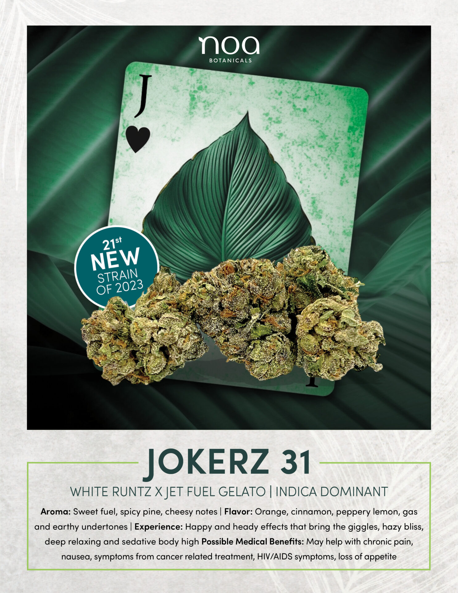 Jokerz 31 Weed Strain Noa Botanicals