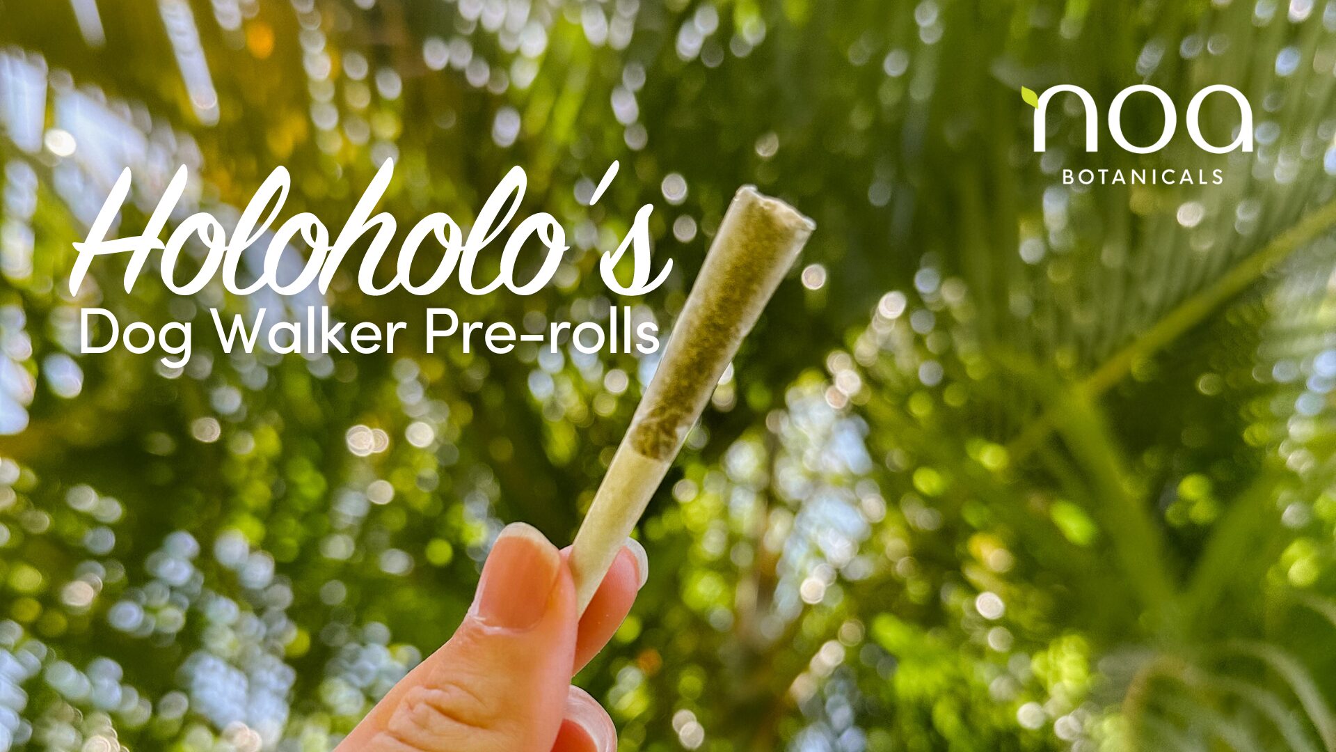 A hand holds a small dog walker pre-rolled joint against a leafy green background. Text on the image reads, "Hawaii's Dog Walker Pre-rolls Holoholo, by noa BOTANICALS.