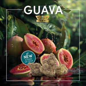 Image featuring ripe guavas with one cut open to show the pink interior. In the foreground, there are buds of a cannabis strain labeled "Guava Cannabis" as the new strain for 2024 by a brand named "ZerGz." This Hawaii Cannabis blend promises an exotic experience.