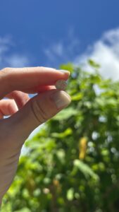 A close-up of a hand holding a small round white THC tablet against a backdrop of green foliage and blue sky.