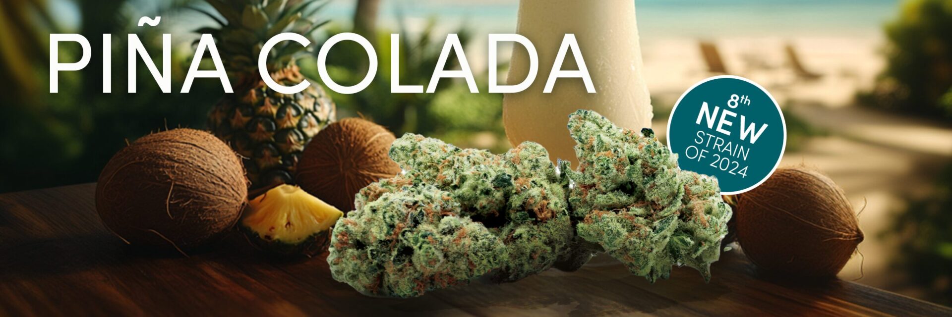 Close-up of Piña Colada Cannabis with coconuts, pineapple, and a blurred beach backdrop. Text reads "Piña Colada" and "8th New Strain of 2024" on a blue seal.