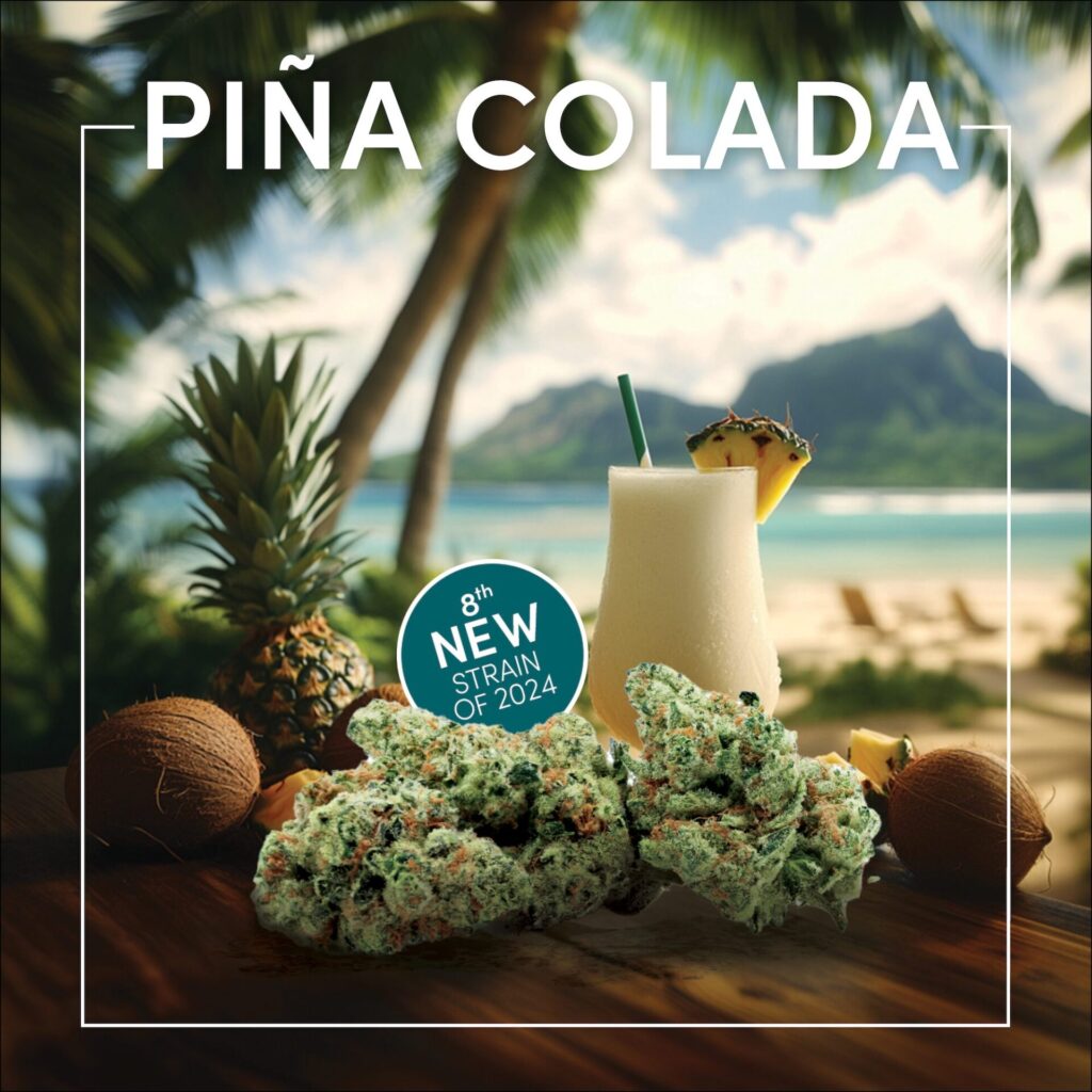 A tropical beach backdrop with coconuts, a pineapple, and a Piña Colada drink. In the foreground, cannabis buds are displayed. The text "Piña Colada Cannabis" and "8th New Strain of 2024" is visible.