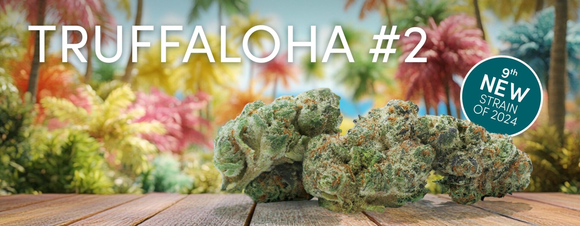 Truffaloha #2, a cannabis strain hailed as the 9th new sensation of 2024, delights with its tropical essence and exceptional buds.