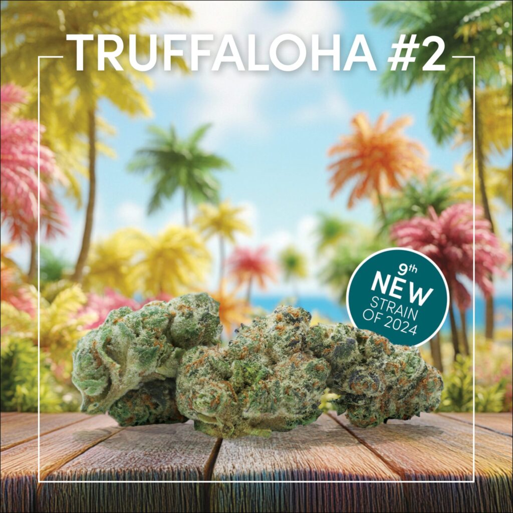 Cannabis buds rest on a wooden surface, set against vibrant palm trees. A label reads "TRUFFALOHA #2" and heralds the "9th NEW TRUFFALOHA #2 CANNABIS STRAIN OF 2024.