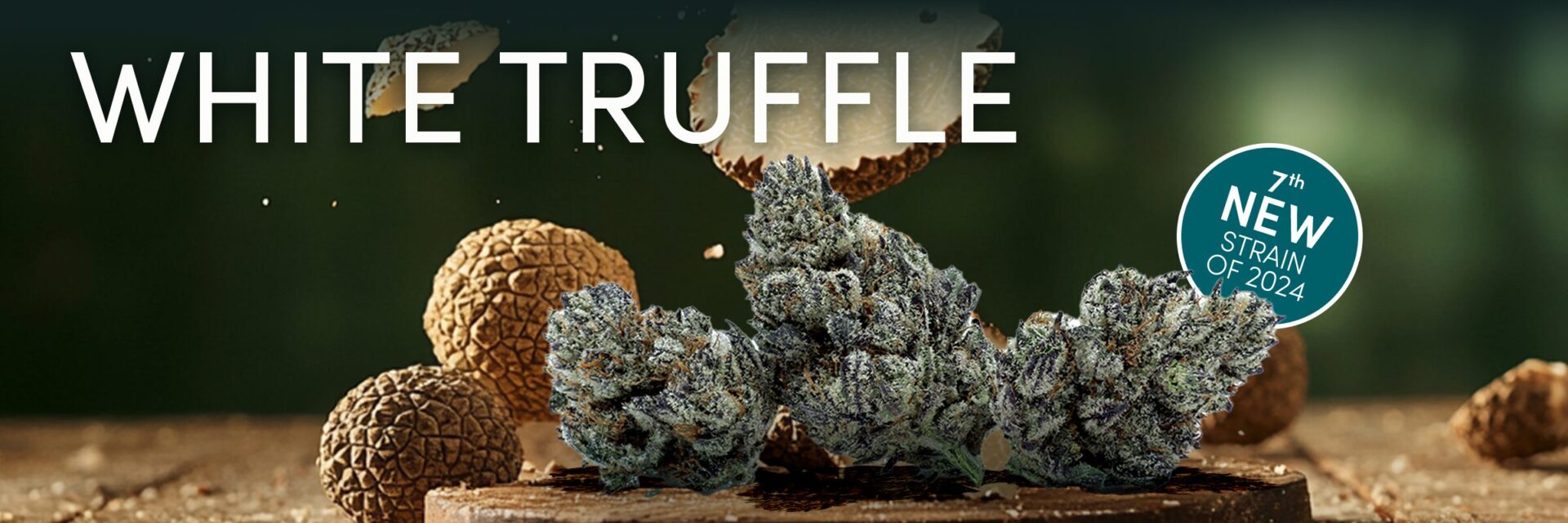 Close-up of White Truffle Flower cannabis buds displayed on a wooden surface with truffles in the background. Text reads "WHITE TRUFFLE" and "NEW 7th STRAIN OF 2024.