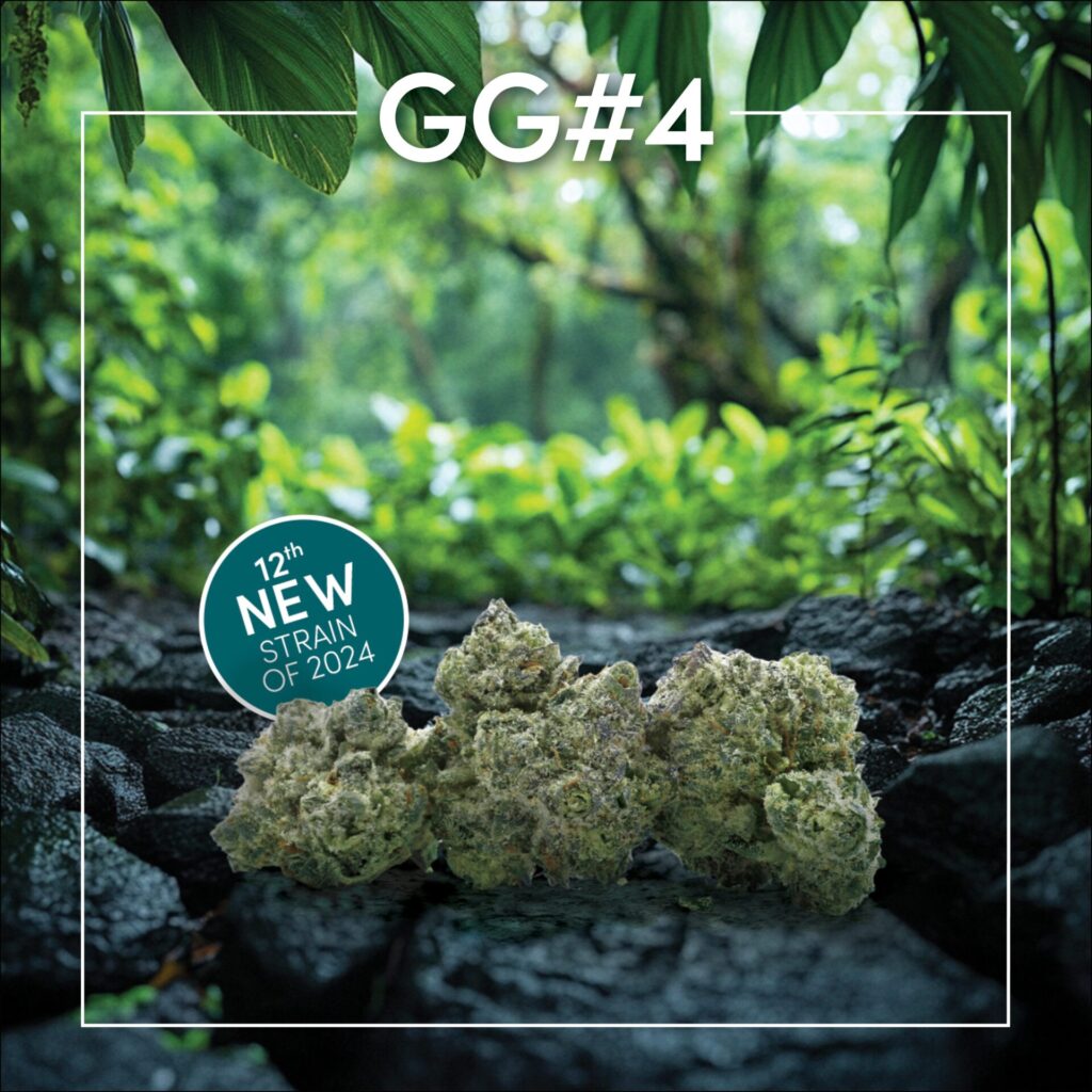 Three cannabis buds labeled "GG#4" are placed on rocks surrounded by lush green foliage. A badge on the image reads, "12th New Strain of 2024," hinting at the innovation reminiscent of the Kreme Pie Cannabis Strain.